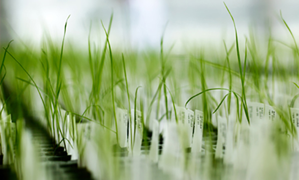 Forage for tough conditions